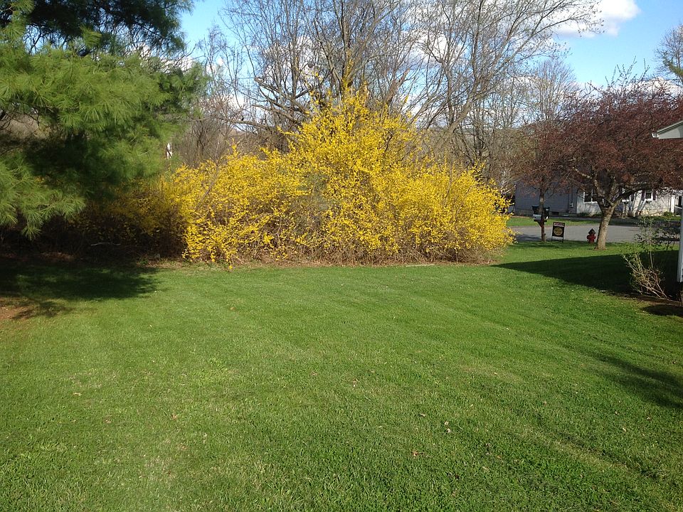Spring forsythia