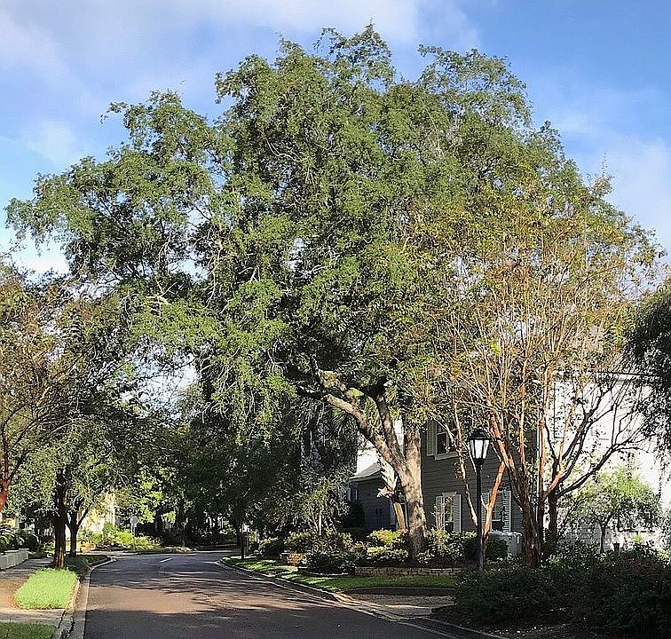 2nd image of 1896/1898 Gardenia St
