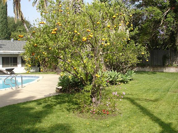 Tangarine tree in back yard