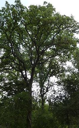 4th image of 3991 County Road 481