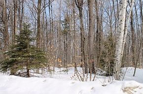 3rd image of 0 Birch Hill Rd