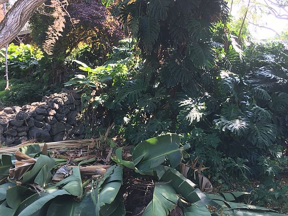 Typical folige for this area