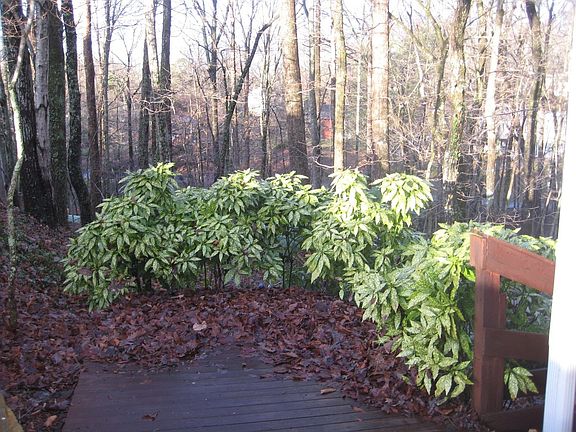 View toward backyard forest
