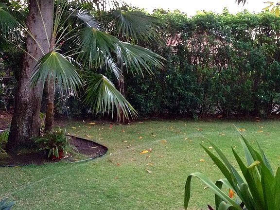 yard with mango tree
