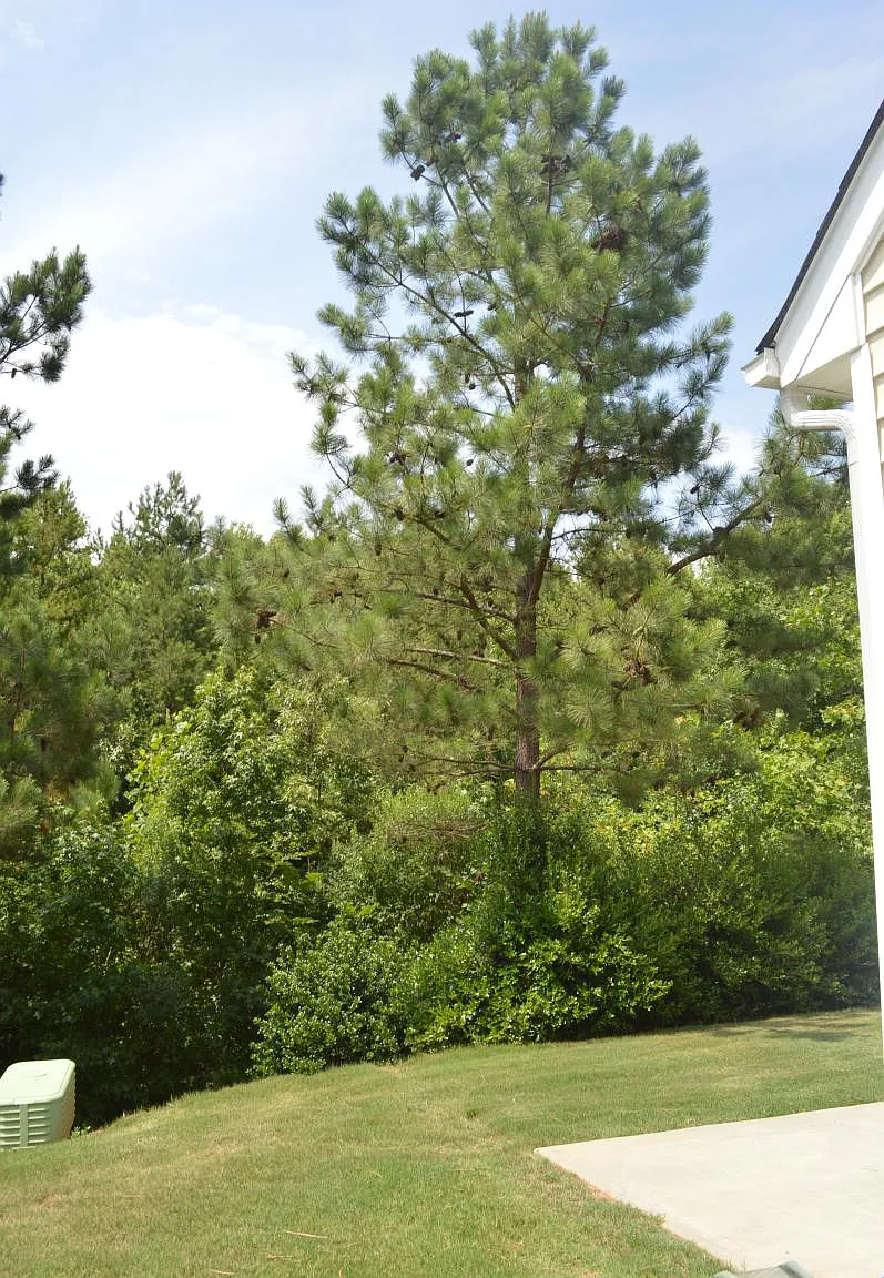 3 bed, 2.5 bath, 1600 sqft, $2,300 — Photo 3