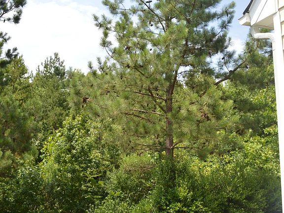 Heavily wooded back yard