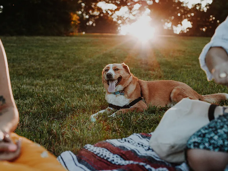 Pet-Friendly Apartments in Livermore, CA | The Arbors