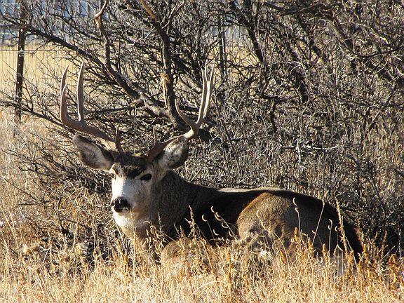Local wildlife in backyard