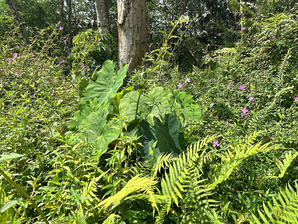 1st image of Maui Rd Lot 447