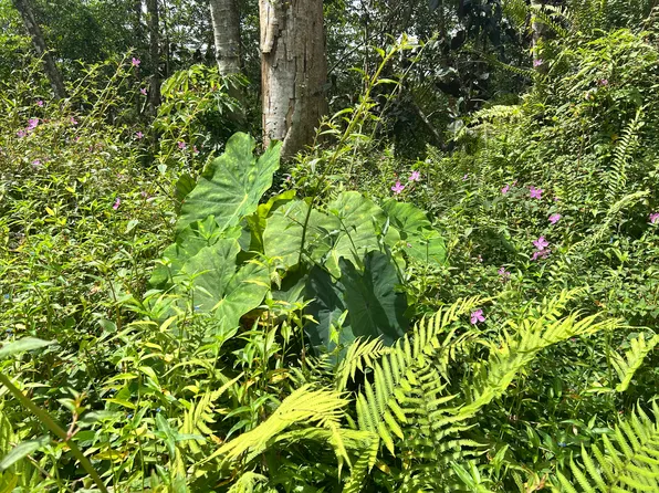 Maui Rd Lot 447, Pahoa, HI 96778