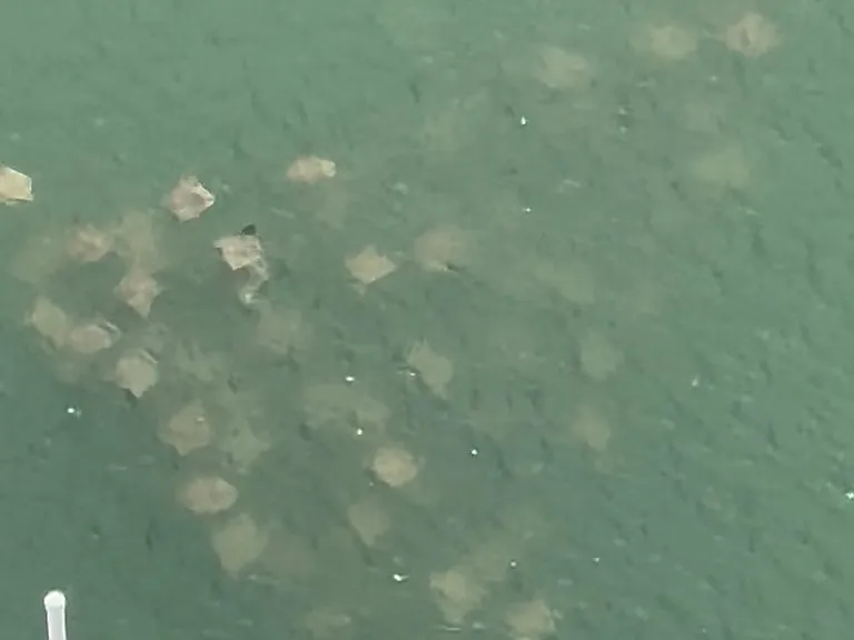 Rays