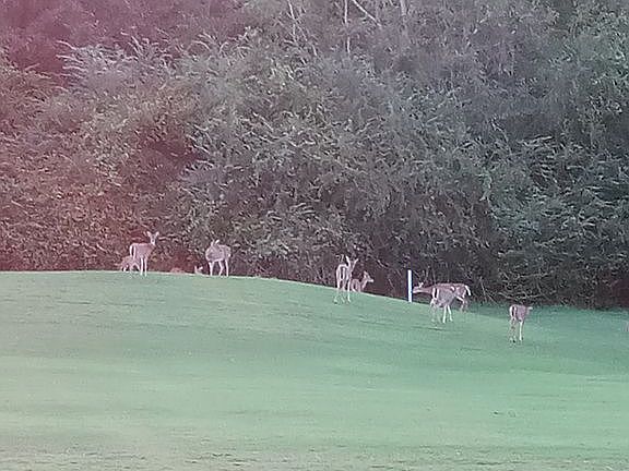 Deer can be seen often.