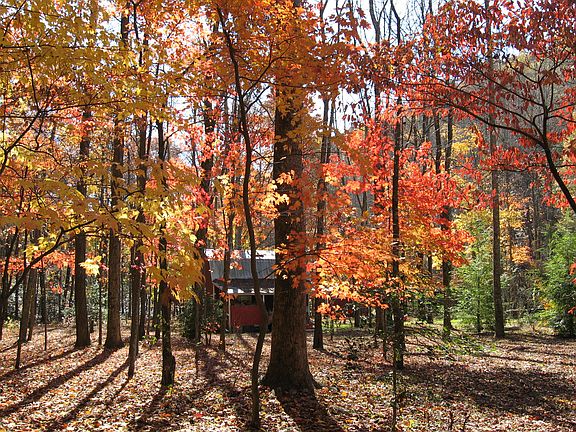 Autumn Beauty