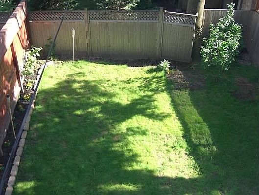 back yard