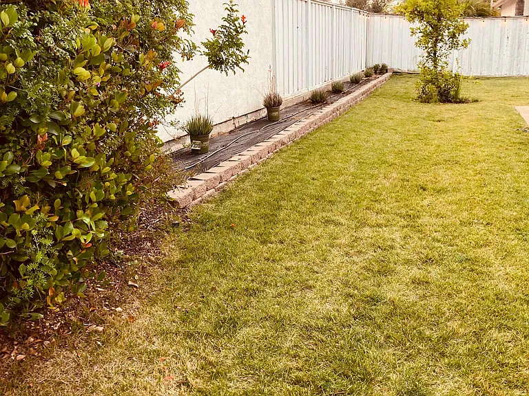 Side yard, lime tree