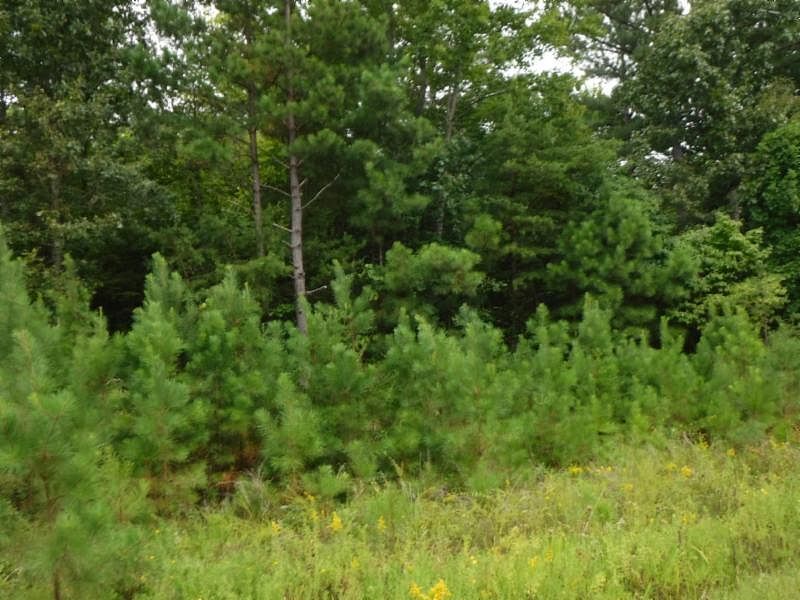 1st image of 1627AC Hanging Limb Hwy