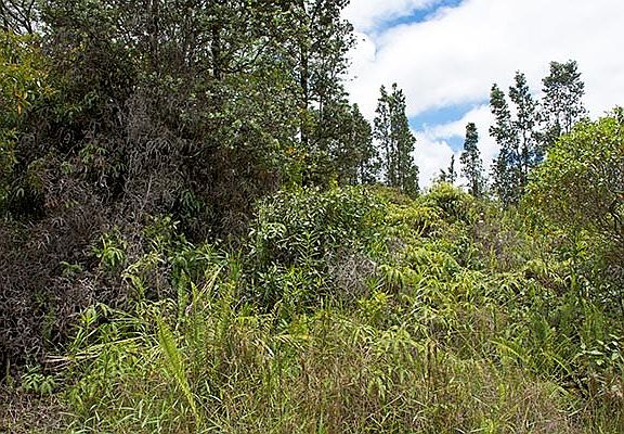 5th image of Plumeria St Lot 6699