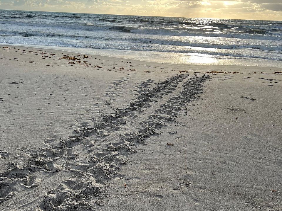 Turtle Nesting