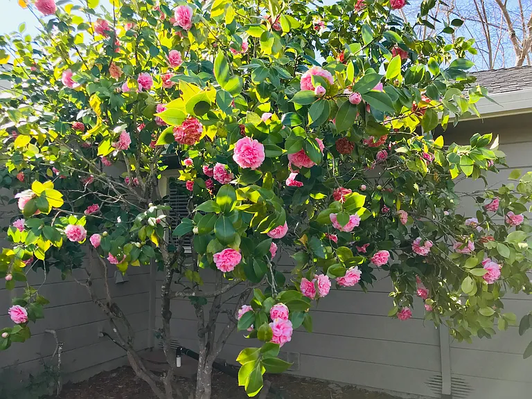 Camelia Tree