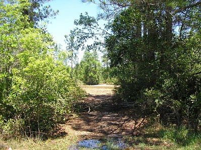 ENTRANCE TO CLEARING