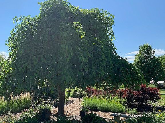 Landscaped circle drive