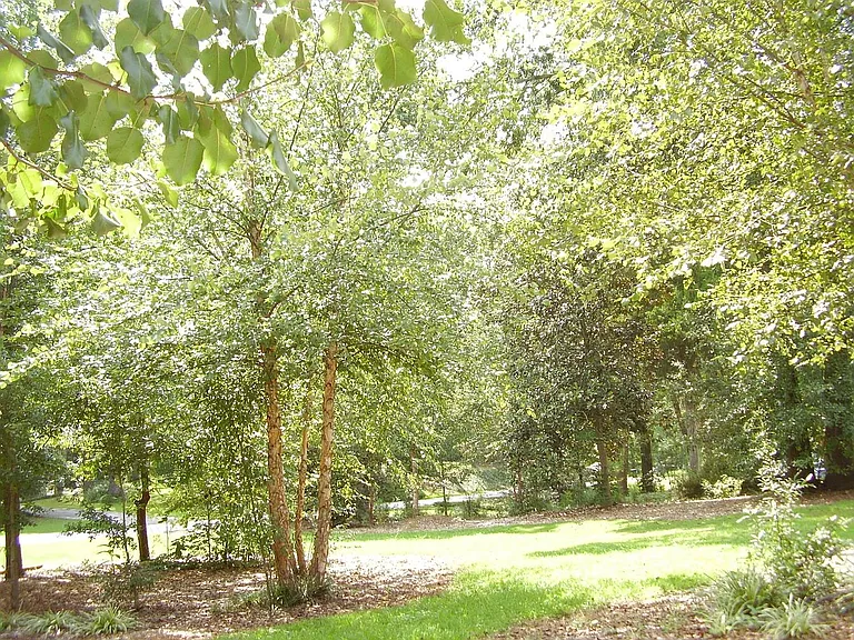 Font yard
