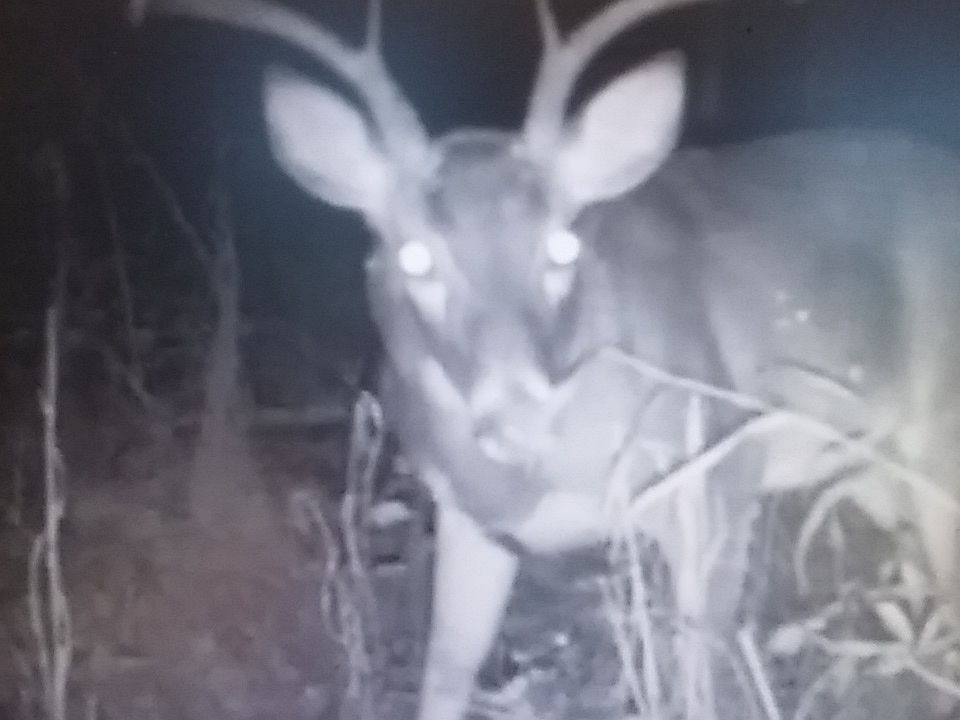 1st image of 356 Hc 7