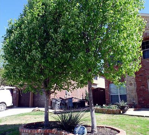 2nd image of 216 Flatwood Dr