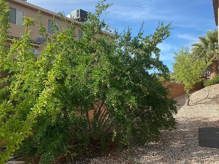 W Las Hurdes Dr — Photo 7