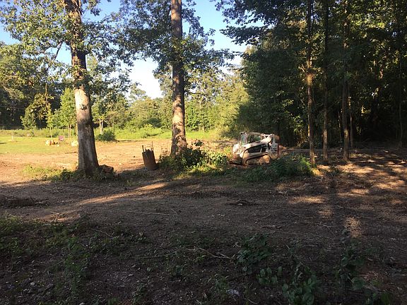 These trees are so shady. 