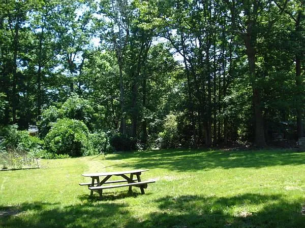 Back yard