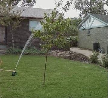 Front Yard