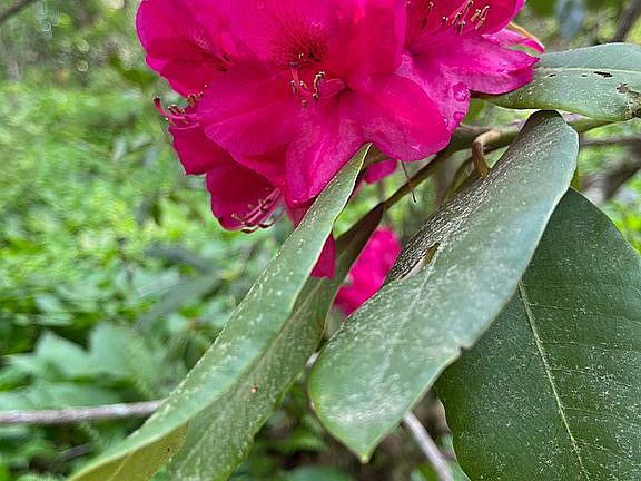 Rhododendren
