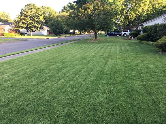 Tifton bermuda grass