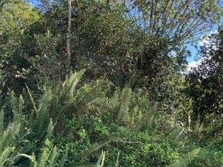 2nd image of Paradise Dr Lot 67