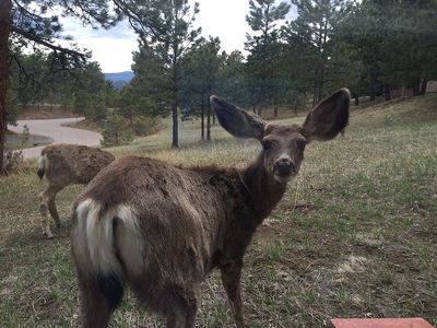 1279 Northridge Ct, Golden, CO, 80401