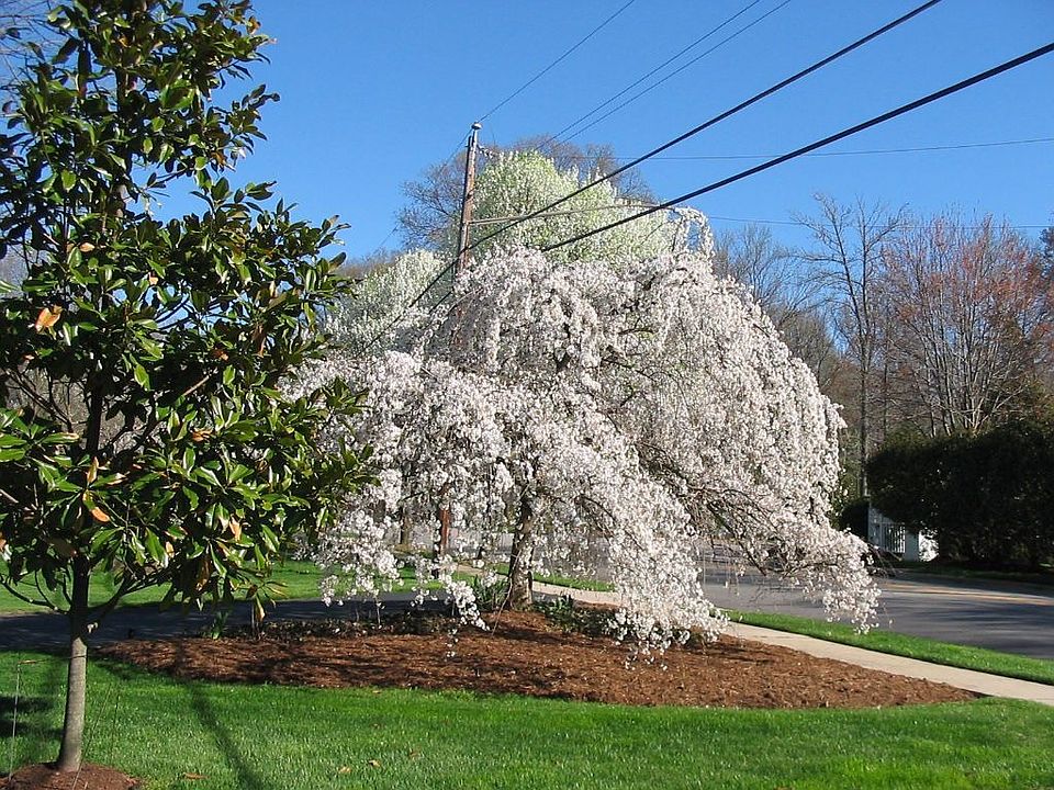 Cherry Tree at 9343