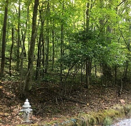 2nd image of 601 Byrd Mountain Ln