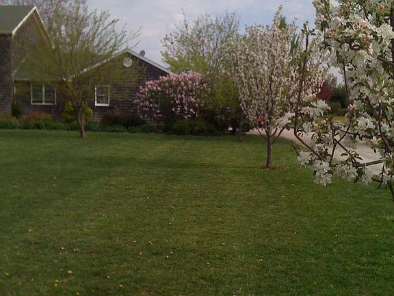 Spring Apple blossoms 