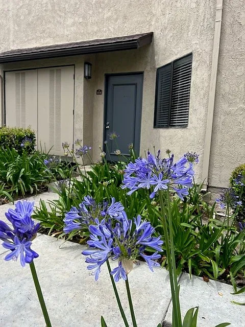 Mesa Pines Apartments