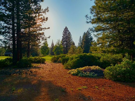 Sparse trees & level lot