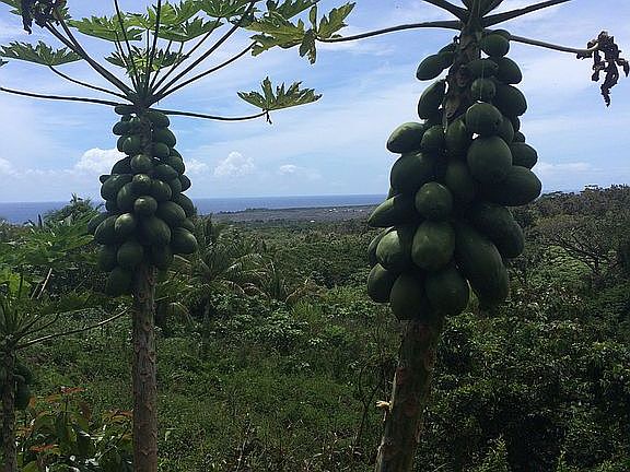 Lots of Papaya