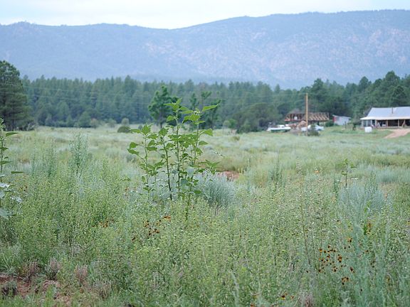 5th image of 17 Acres Off A-19a