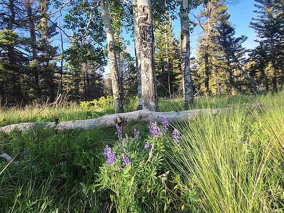 3rd image of 315 Kebler Trail