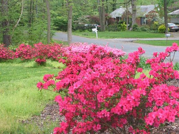 Springtime Azaleas