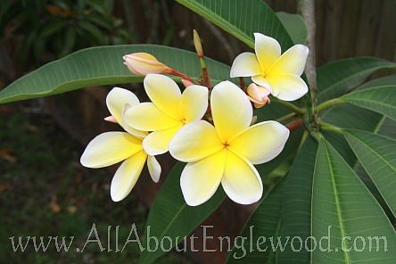 lots of flowers - plumeria