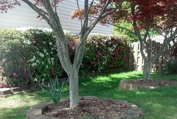 Front Hedge