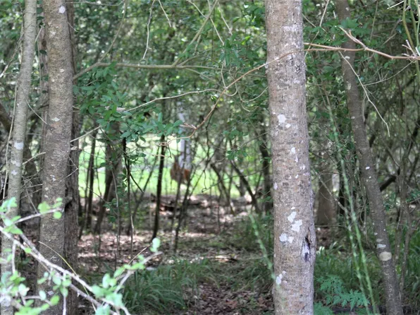 0 Running Deer Rd Lot 54 & 53, Grapeland, TX 75844