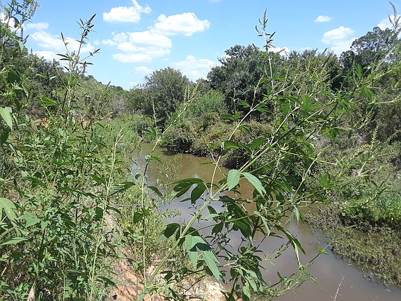 Turkey creek