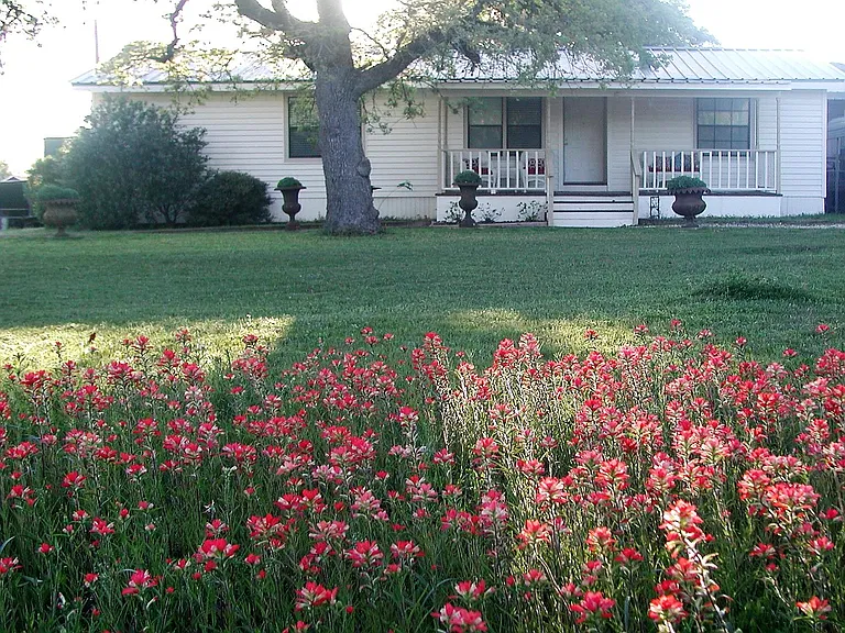 Front yard in Spring